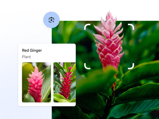 Rounded white corners of a square surround a red spiky plant which is identified as red ginger